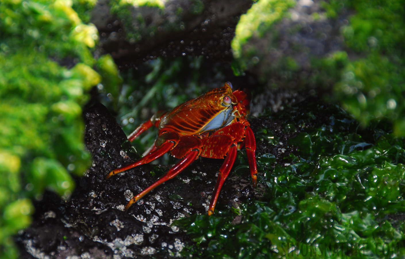 Grapsus grapsus [200 mm, 1/60 sec at f / 5.6, ISO 100]